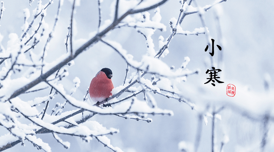 小寒丨心中有暖，岁月不寒