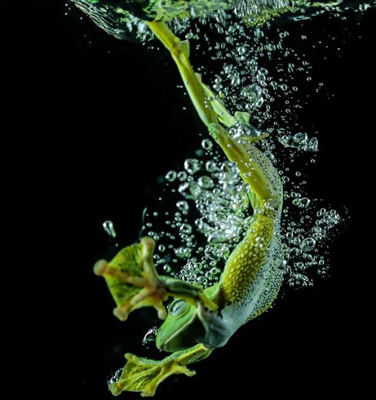 印尼摄影师抓拍树蛙跳水游泳生动过程组图